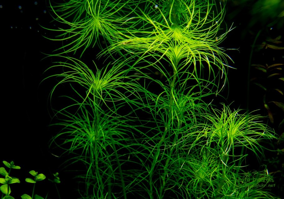 Эриокаулон Кимберли аквариумное растение