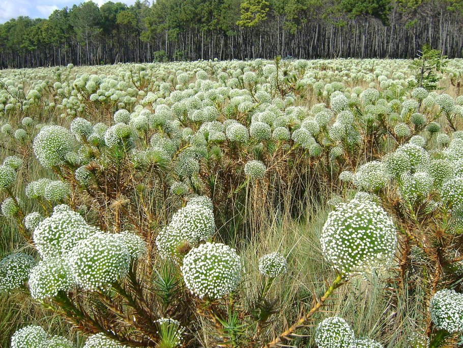 Paepalanthus Chiquitensis Бразилия цветы