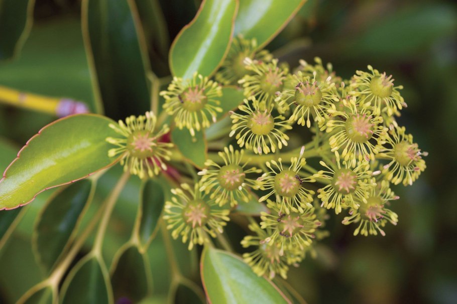 Суккулент крестовник клейния