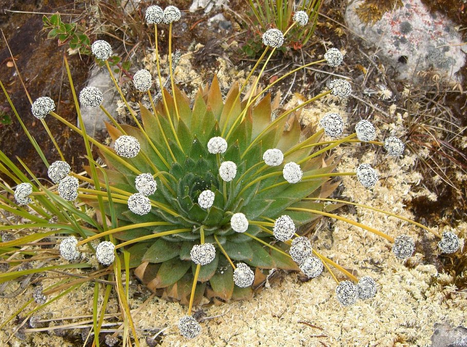 Пепалантус полевой