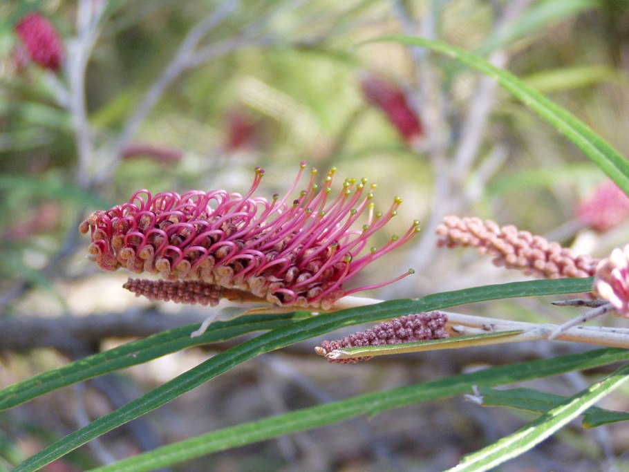 Grevillea aspleniifolia