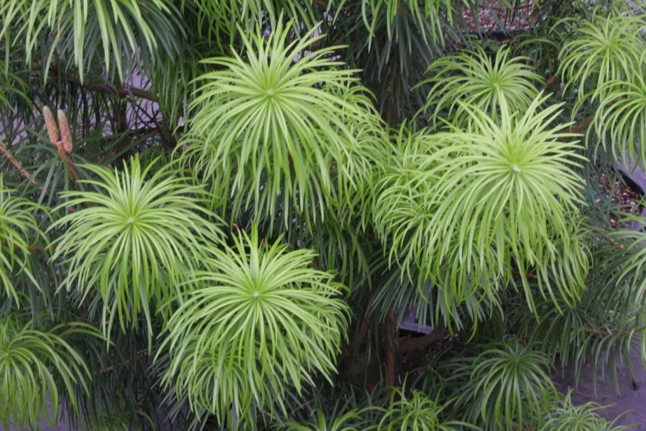 Росянка ладанникоцветная