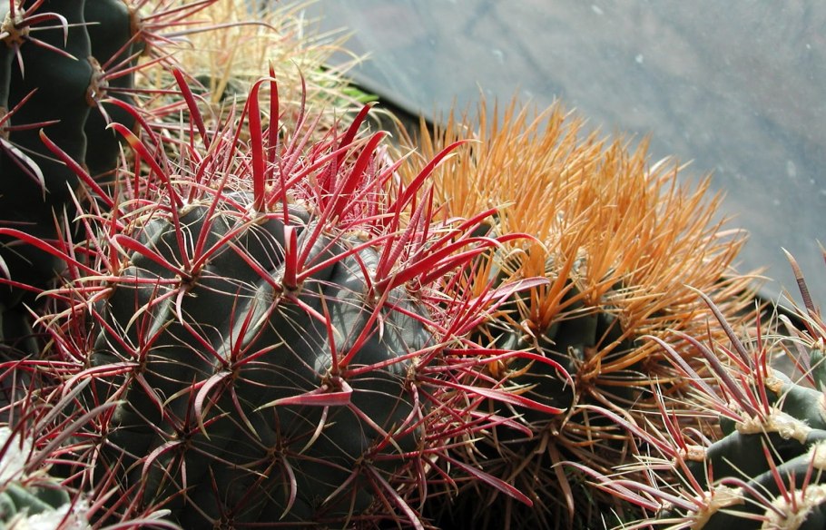 Ferocactus recurvus