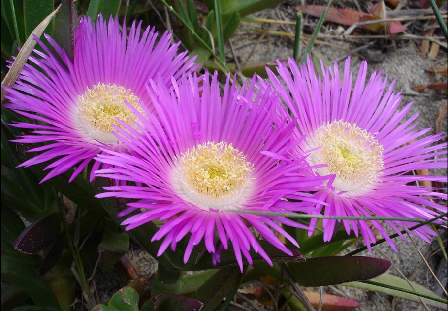 Фурцеллярия водоросль