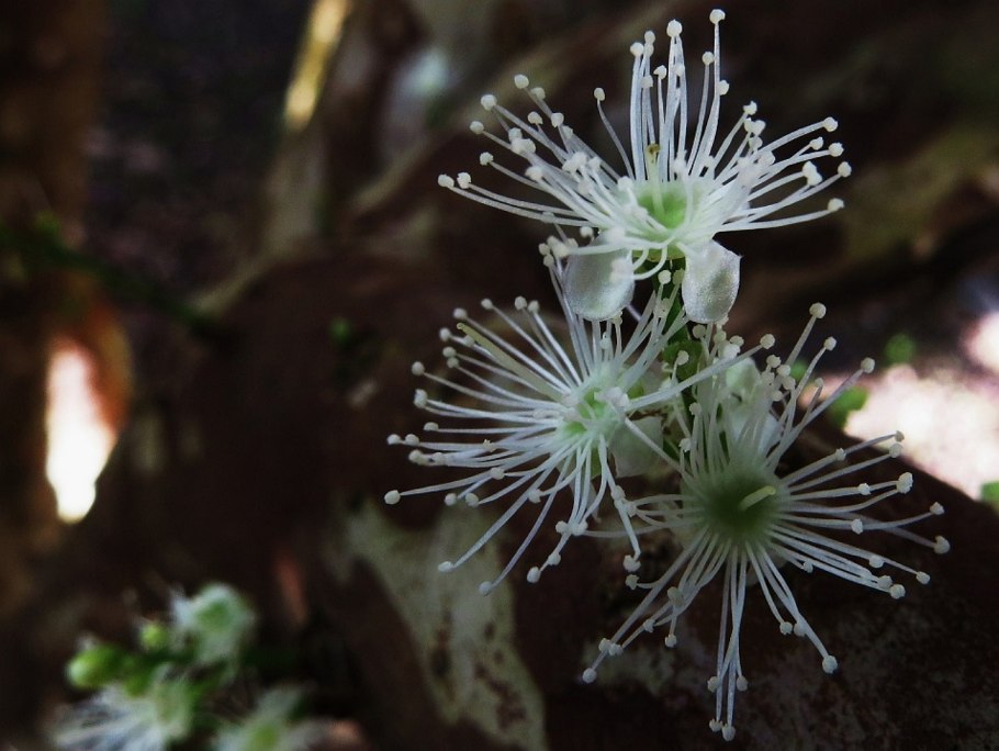 Дерево джаботикаба