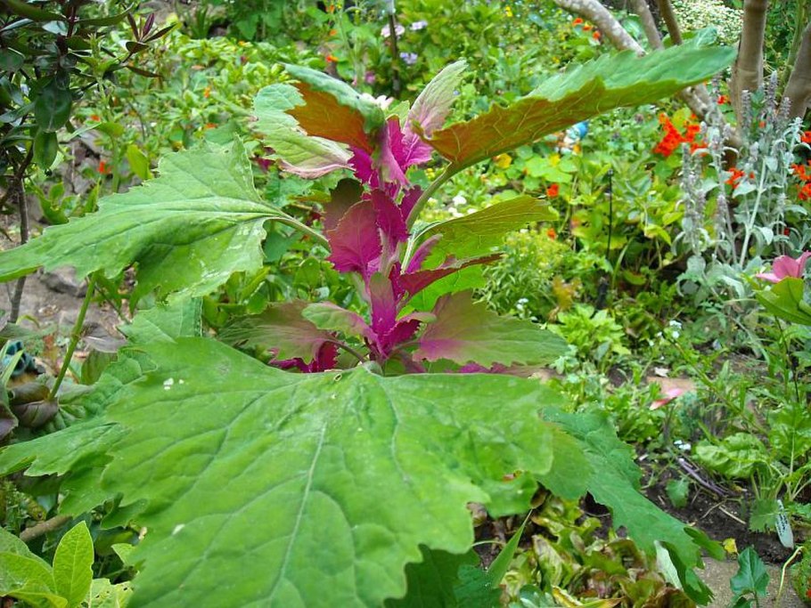 Chenopodium amaranticolor
