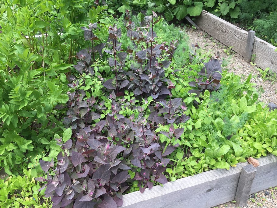 Марь гигантская растение