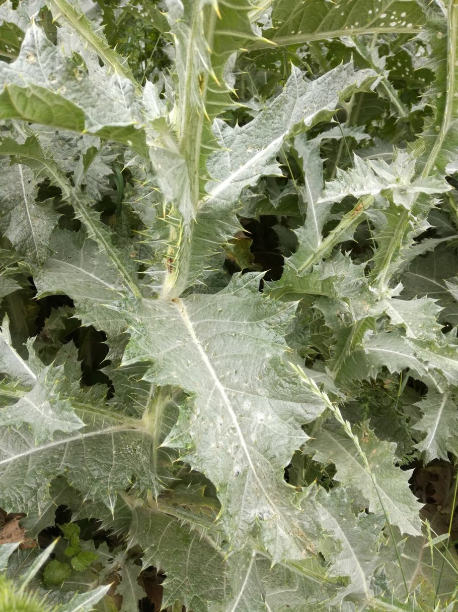 Красная лебеда Атриплекс