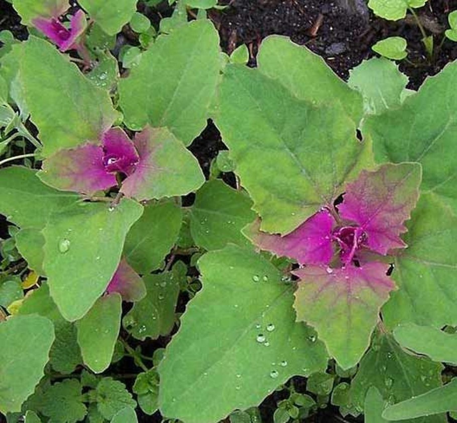 Марь гигантская растение