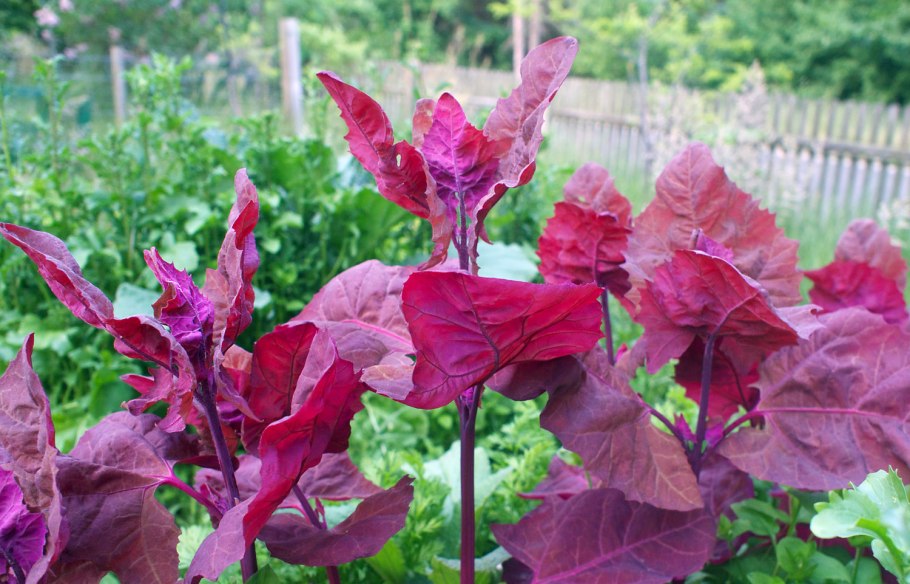 Марь красная – Chenopodium rubrum