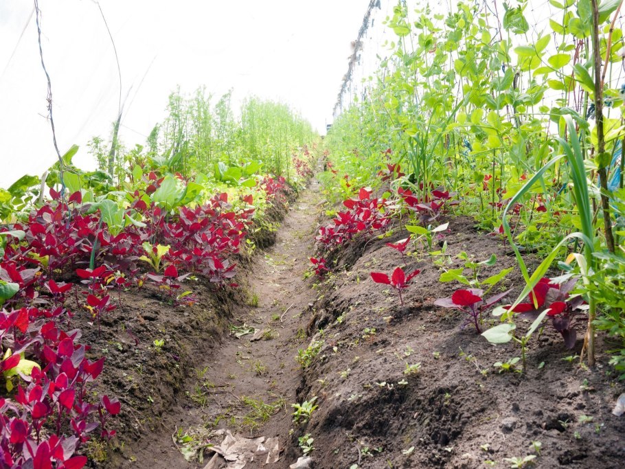 Атриплекс (лебеда)