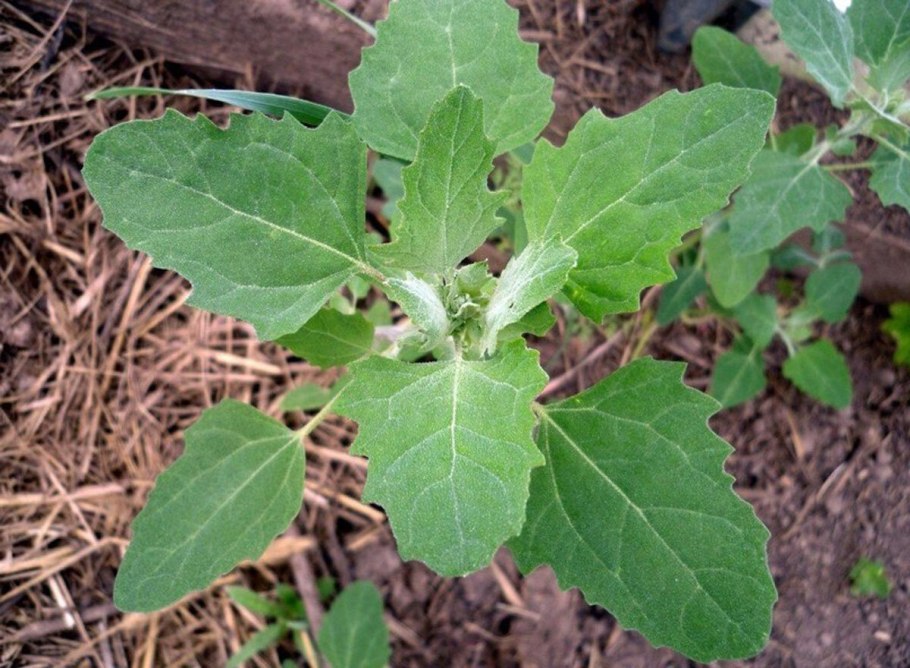 Chenopodiastrum hybridum￼ ￼￼￼￼