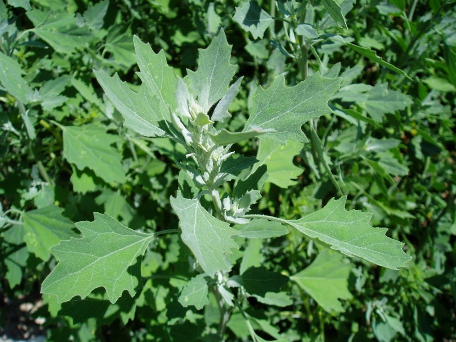 Лебеда Марь-белая растение