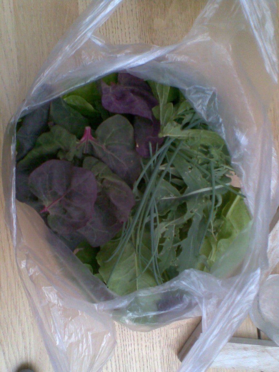 Марь гигантская растение