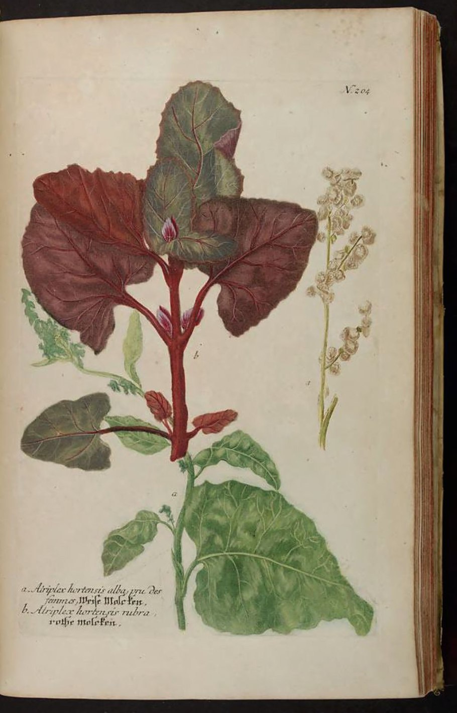 Марь гигантская растение