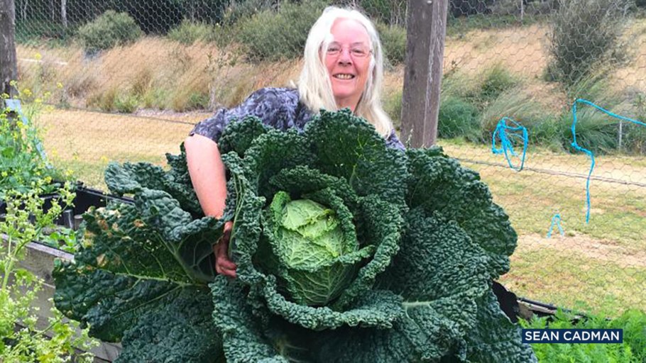 Марь белая (Chenopodium album l.)