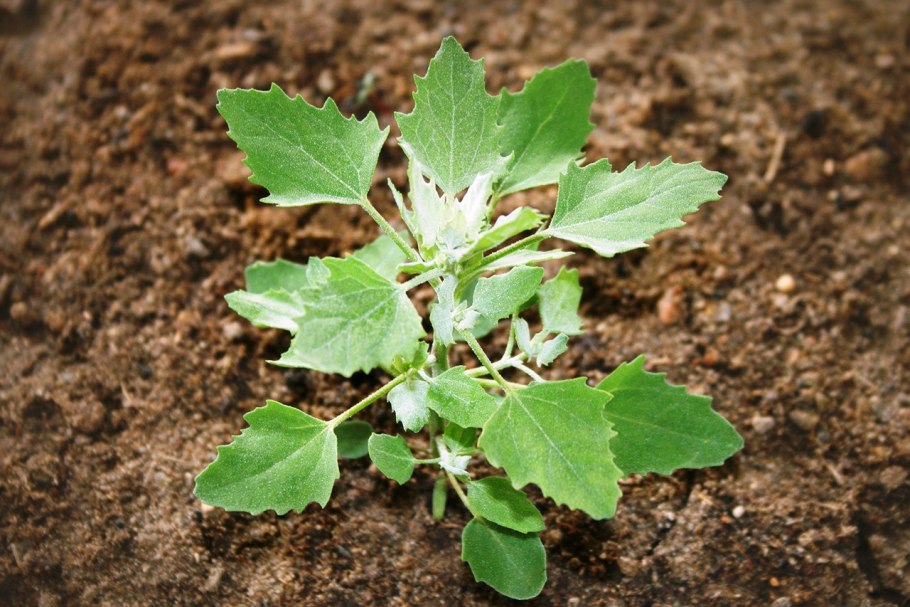 Chenopodium foliosum