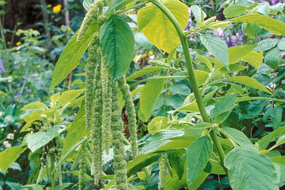 Лебеда Садовая (Атриплекс)