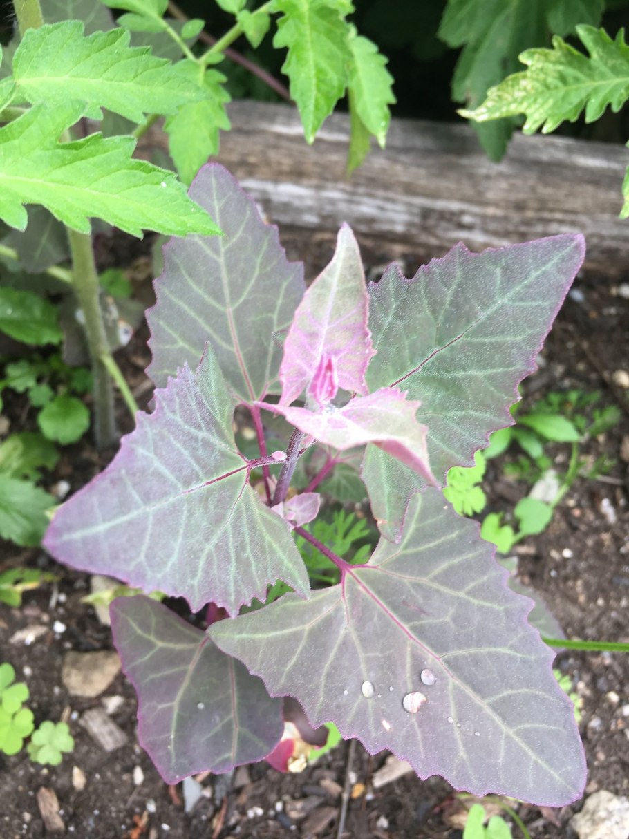 Марь гигантская растение