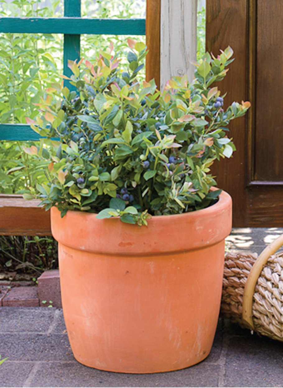 Chenopodium hybridum