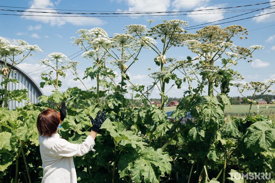 Сорняк брицца
