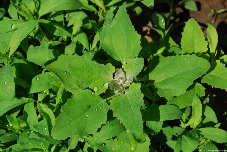 Марь белая (Chenopodium album l.)