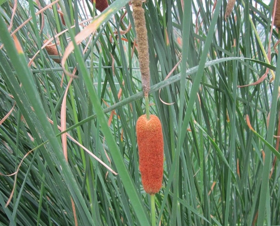 Камышовый Рогоза