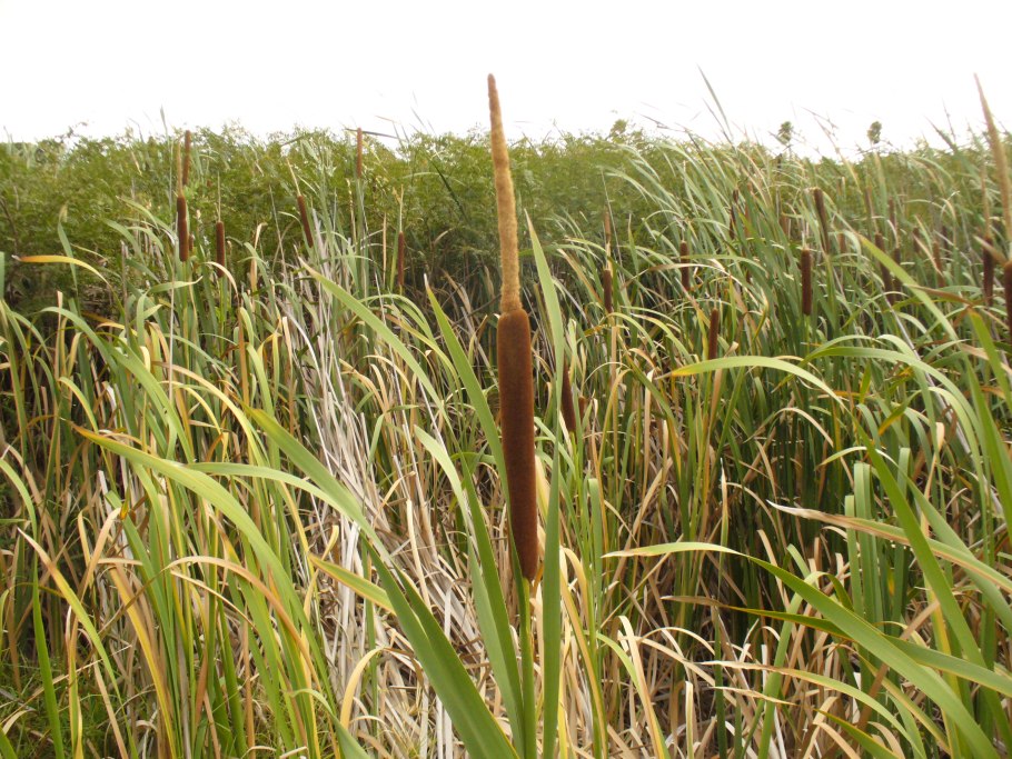 Рогоз typha latifolia