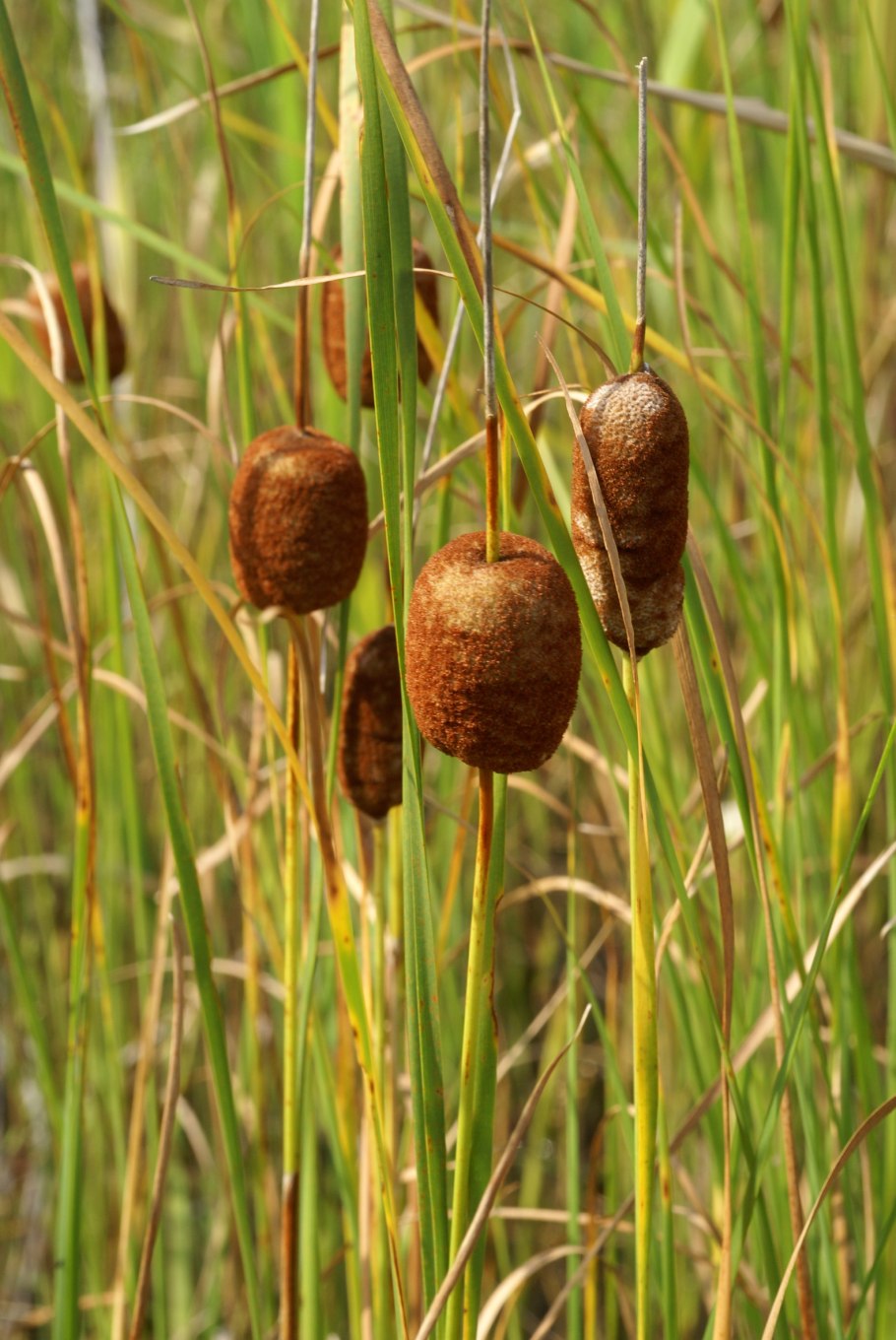 Typha laxmannii Lepech.