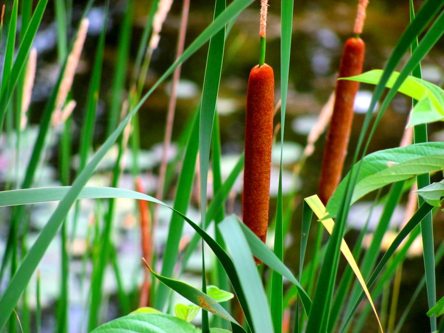 Typha muelleri