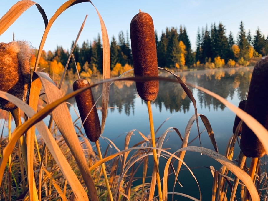 Рогоз Лаксмана Typha laxmannii