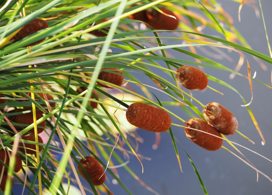 Typha laxmannii