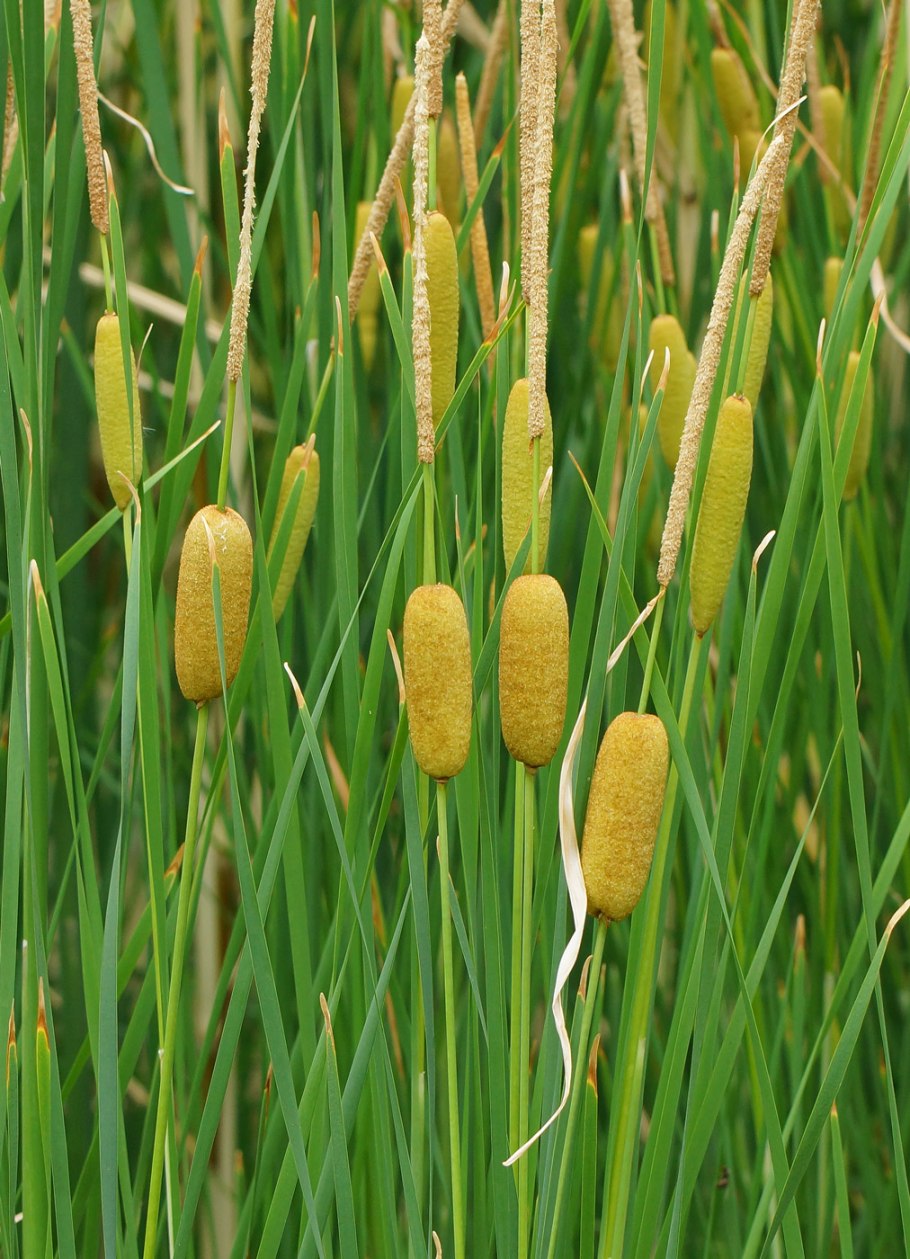 Рогоз узколистный (Typha angustifolia)