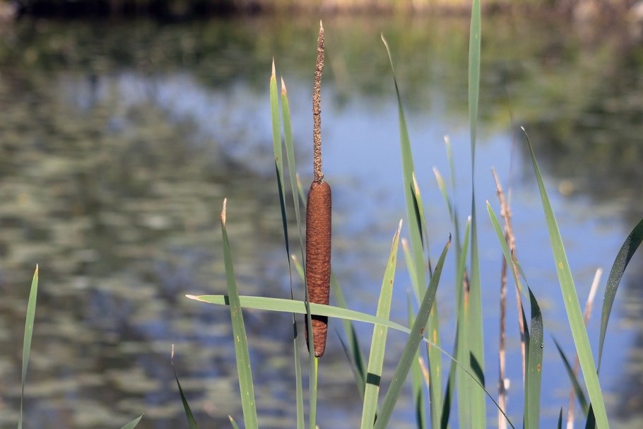 Вероярви рогоз