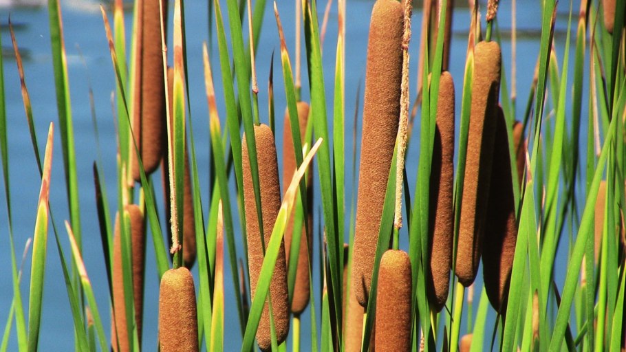 Typha minima без фона
