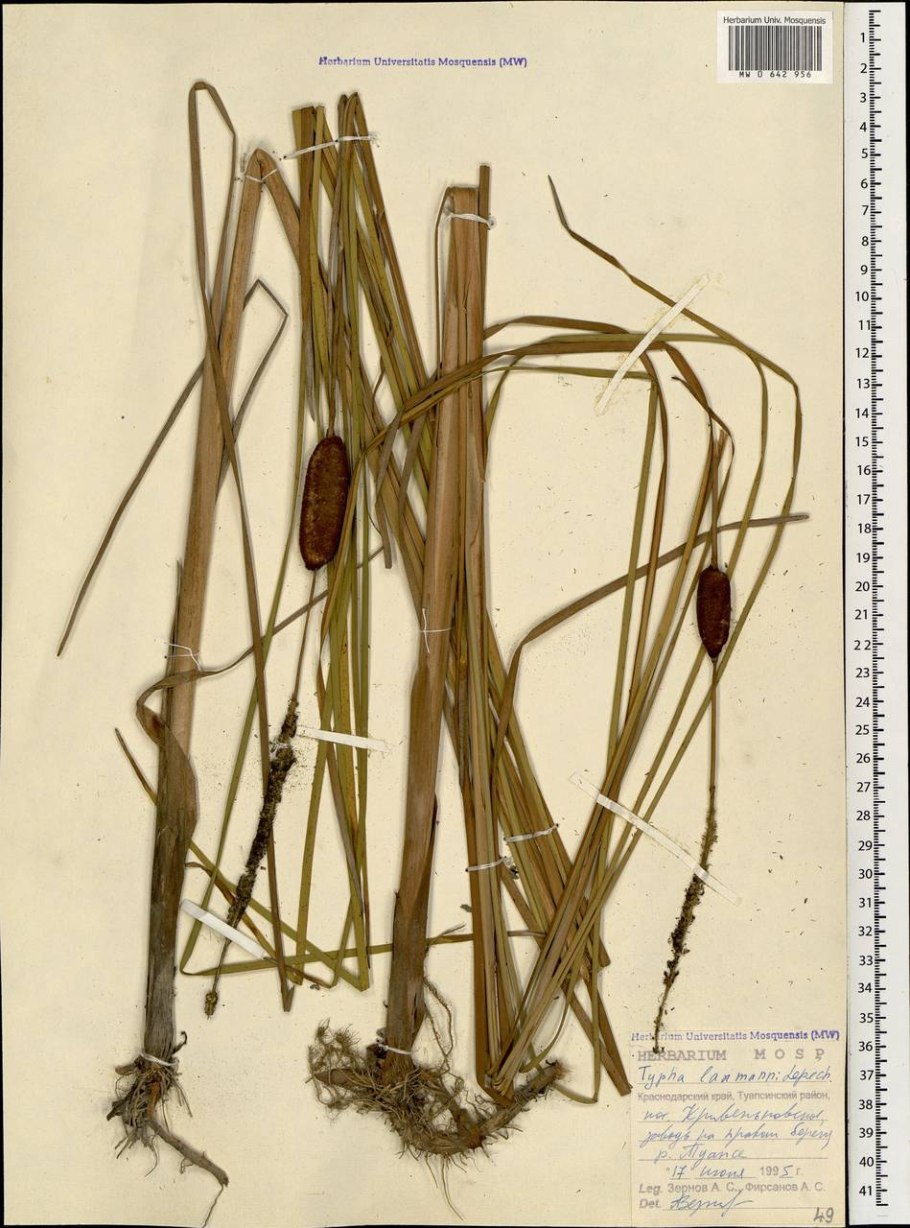 Рогоз и камыш прикол