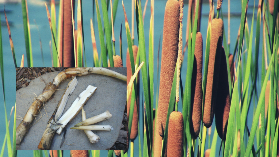 Рогоз карликовый (Typha minima)
