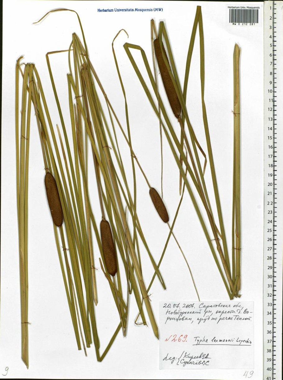 Рогоз Лаксмана рисунок