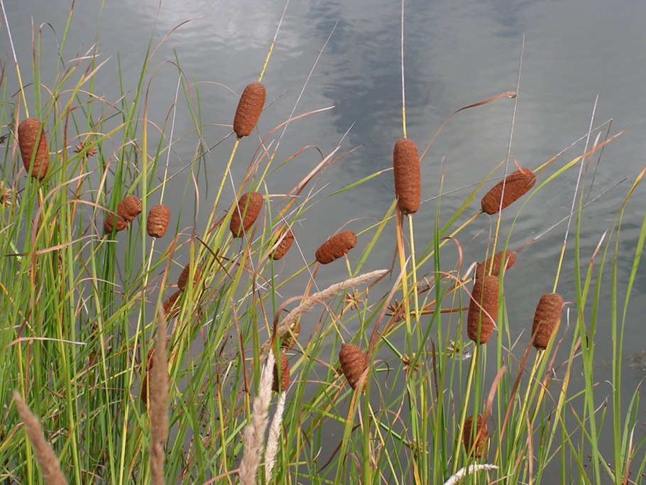 Камыш рогоз тростник