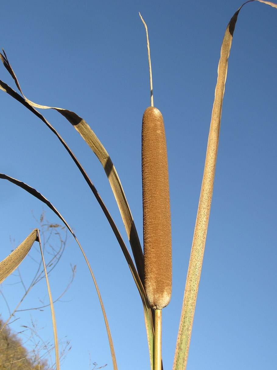 Рогоз широколистный (typha latifolia)