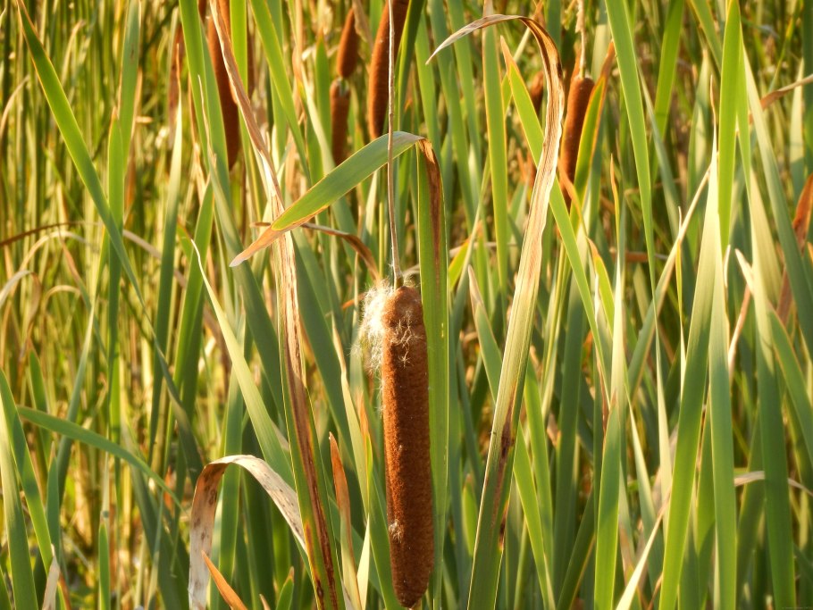 Рогоз пржевальского