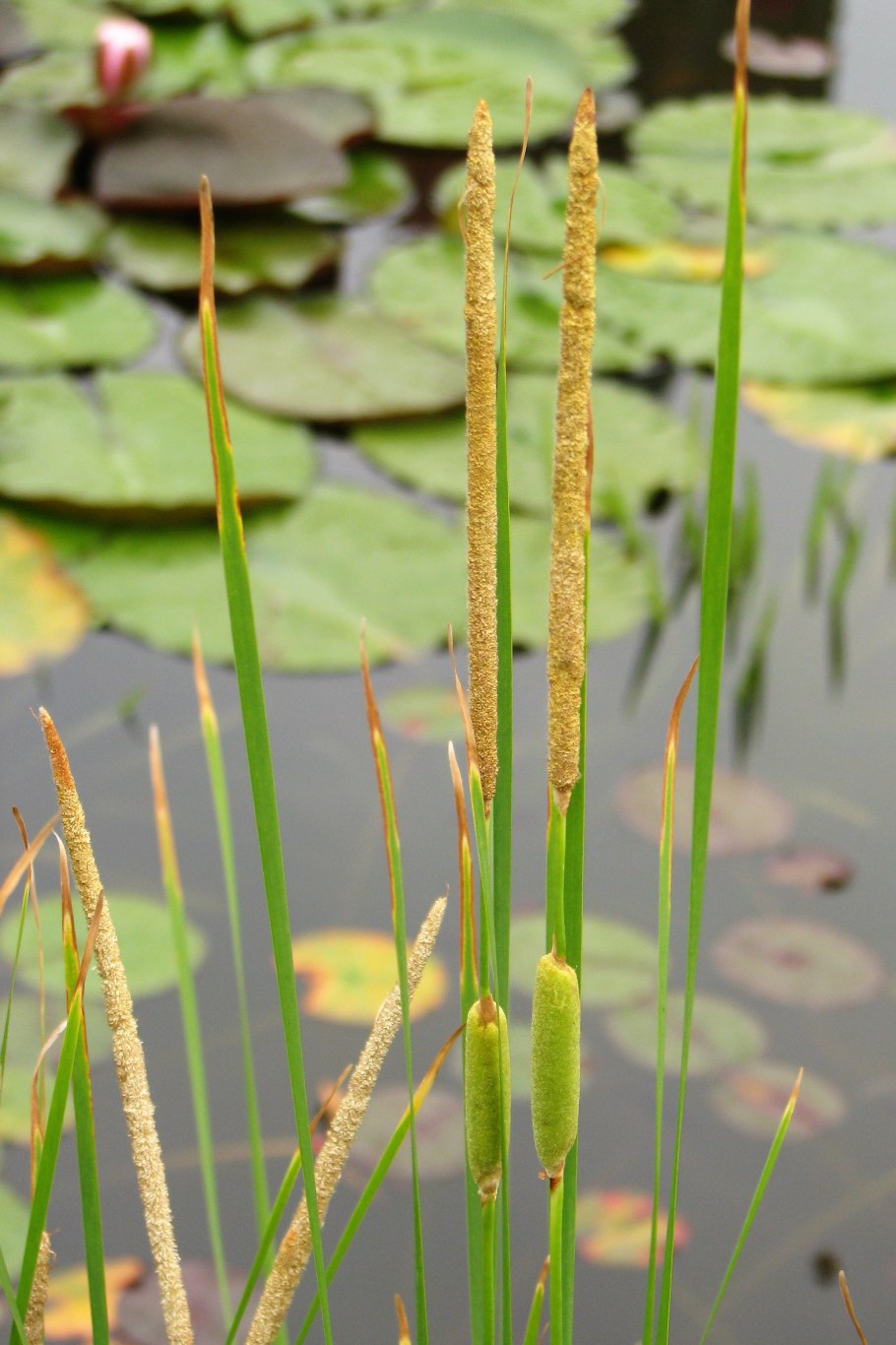 Рогоз узколистный
