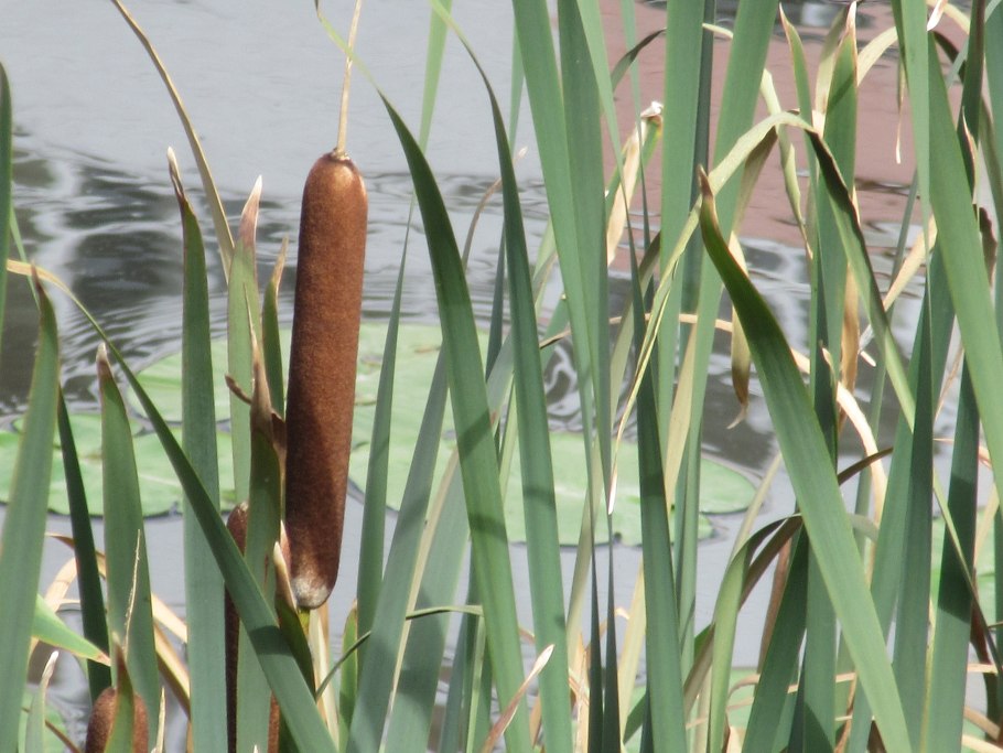 Typha domingensis