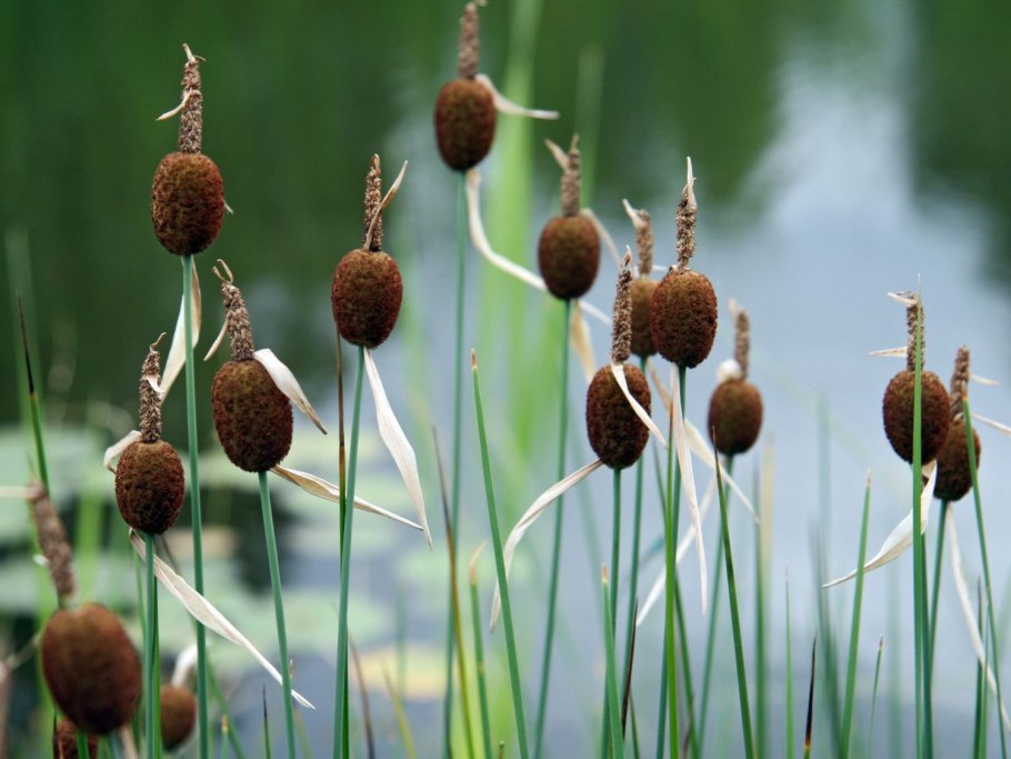Typha minima