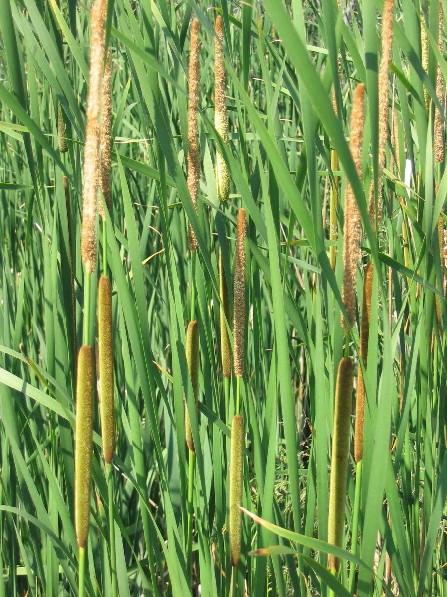 Typha angustifolia