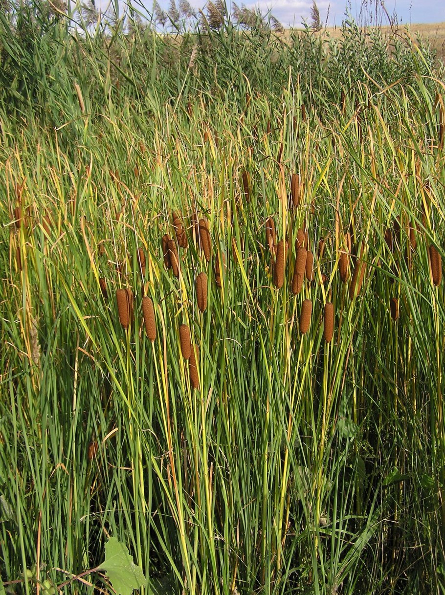 Рогоз узколистный (typha angustifolia)