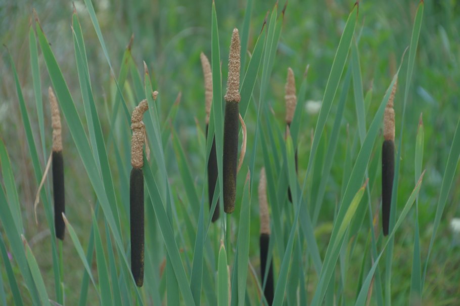 Typha latifolia
