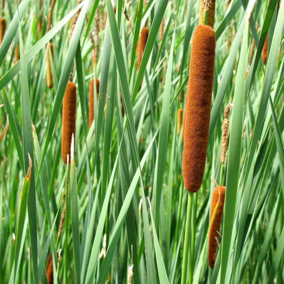Рогоз узколистный – typha angustifolia l.