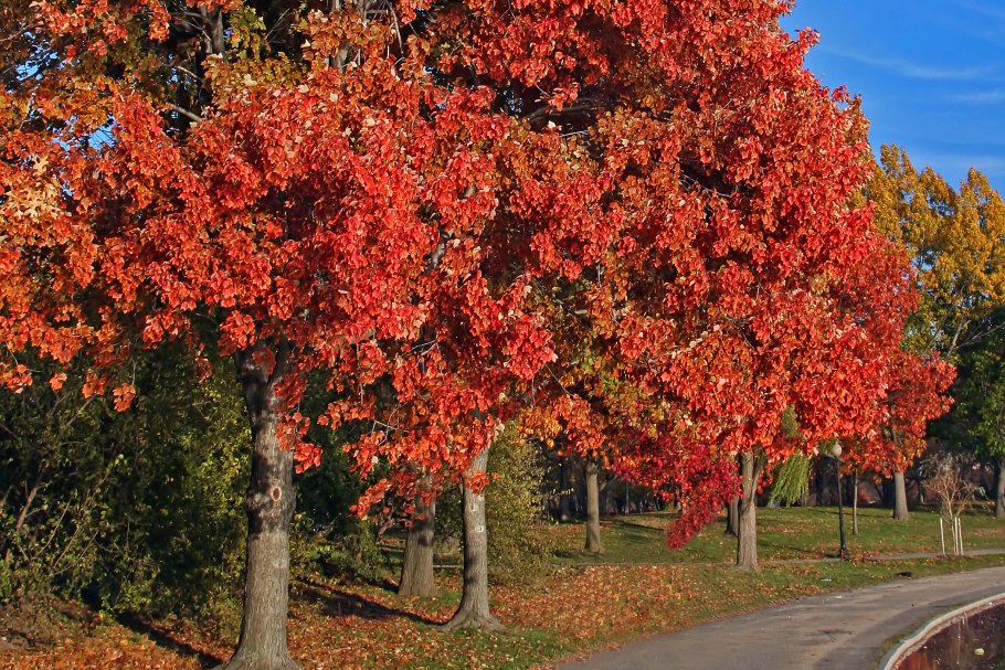 Клен красный Acer rubrum