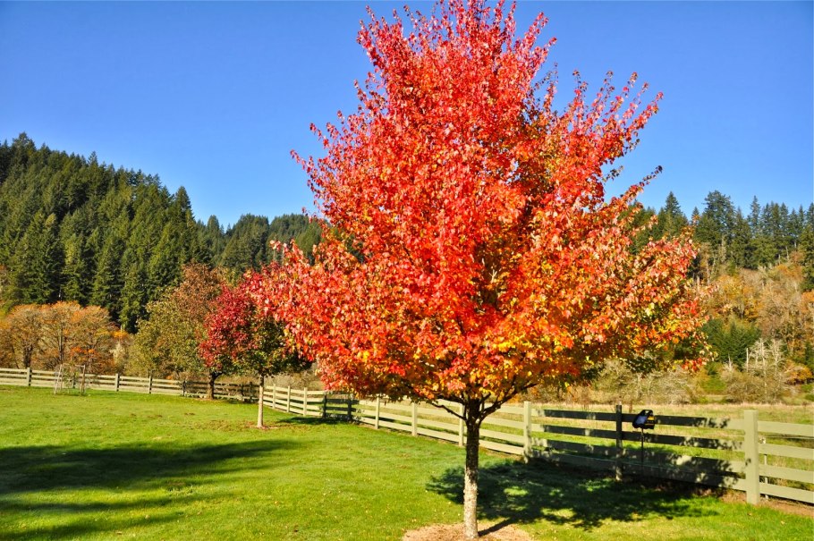 Acer rubrum (клен красный) 'red sunset'